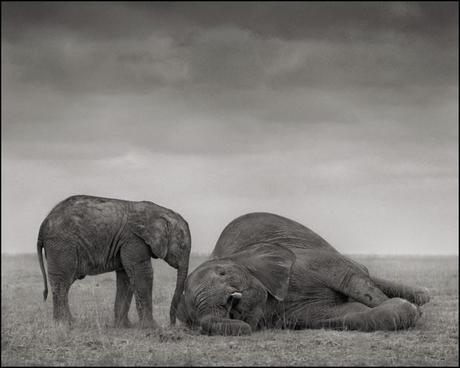 Nick Brandt : Across the Ravaged Land Nick Brandt
