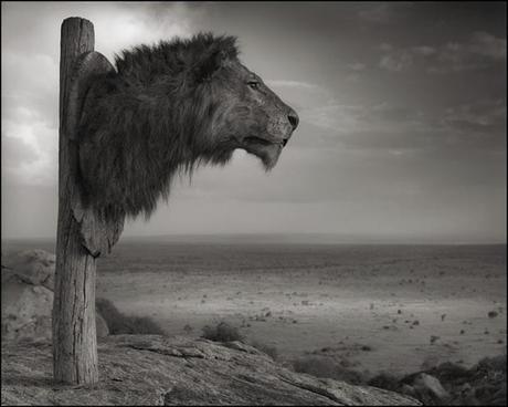 Nick Brandt : Across the Ravaged Land Nick Brandt