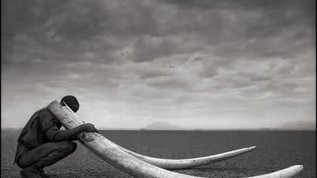Nick Brandt : Across the Ravaged Land Nick Brandt