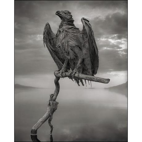 Nick Brandt : Across the Ravaged Land Nick Brandt
