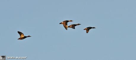 Vols-de-cormorans-au-dessus-du-Loiret