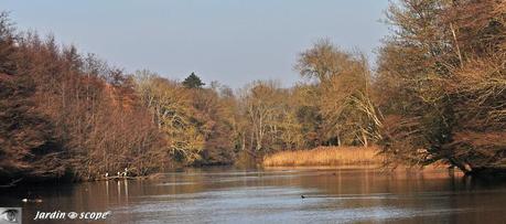 Le Loiret et ses roselières