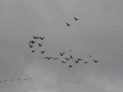 Les oiseaux migrateurs sur le plat pays