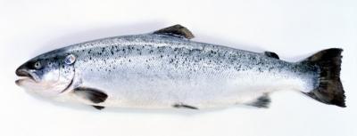 3 ans pour élever un saumon dans une ferme poissons,saumon,saumon fumé,consommation,pêche,norvege,aquaculture,pollution,vitamine,santé