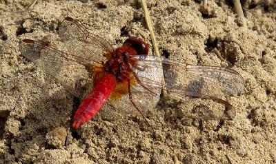 Deux libellules rouges : Sympetrum et Crocothemis