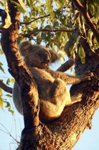 magnetic-island_wild-koala_worldtour-outdoorexperience