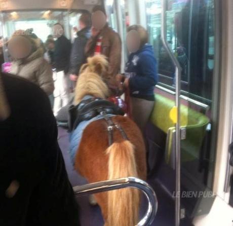 Un poney dans le tramway de Dijon