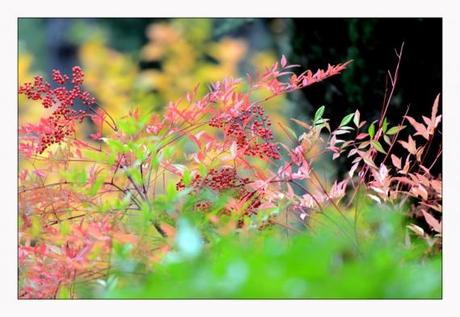 Jardins en pause Jardins de la Fontaine, Nîmes, Parcs, Jardins publics