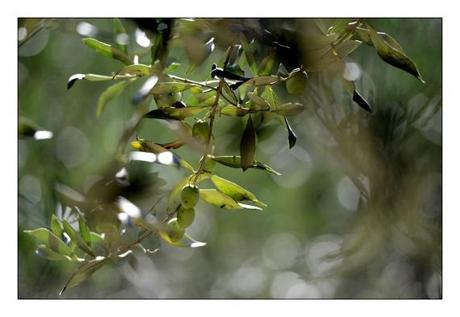Jardins en pause Jardins de la Fontaine, Nîmes, Parcs, Jardins publics