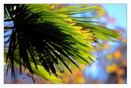 Jardins en pause Jardins de la Fontaine, Nîmes, Parcs, Jardins publics