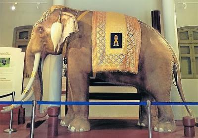 Thaïlande: Ceremonie des elephants blancs [HD]