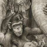 Fresques Animalières – Adonna Khare Adonna Khare 05
