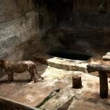 Captive – Gaston Lacombe Lacombe - Captive 11