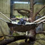 Captive – Gaston Lacombe Captive - Gorilla