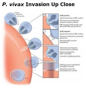 PALUDISME: Plasmodium vivax mute et menace l'Afrique – PLoS Neglected Tropical Disease