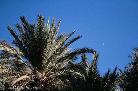 Moon palm trees