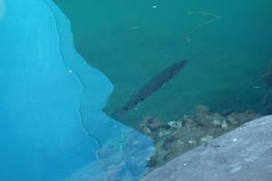 Les Saintes avec la compagnie Jean's for Freedom PB190038.JPG