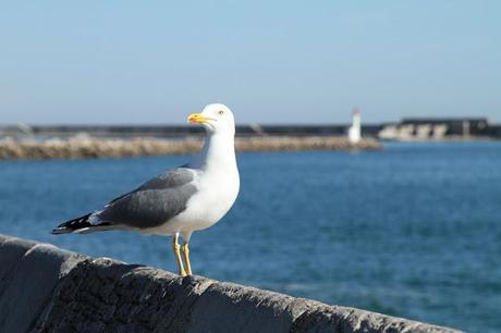 Une mouette sur un mur Une mouette sur un mur