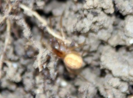 Misumena vatia d'hiver misumena vatia romi 7 nov 2013 033.jpg