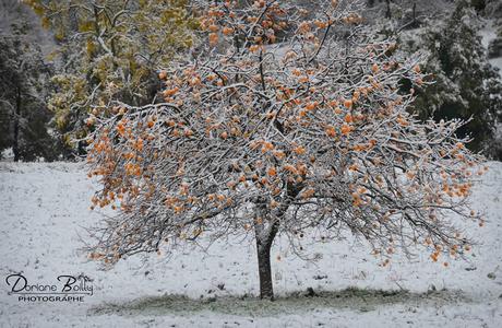 Première neige à Ampus 1479273_593149990732933_2064381044_n