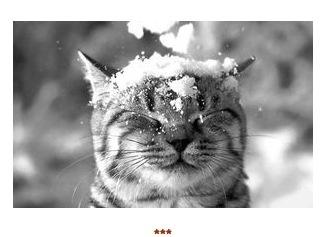 Let it Snow Let It Snow, Let It Snow So cute Chats Neige