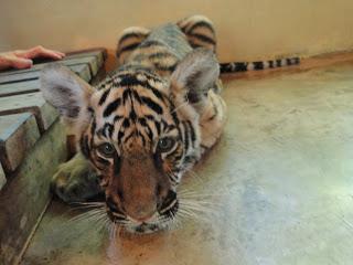 Tiger Kingdom Chiang Mai [HD]