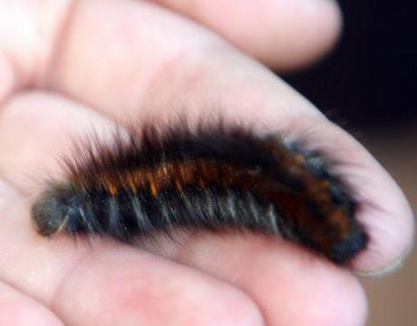 Vandalisme, l'équipe 1 romi 28 août 033.jpg