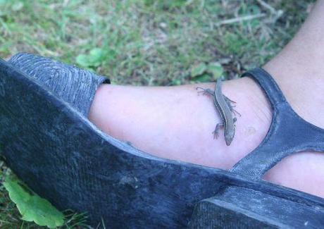 Vandalisme, l'équipe 1 lézard romi 26 août 135.jpg