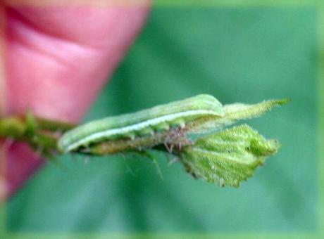 Vandalisme, l'équipe 1 chenille orthosia 6 mai 023.jpg