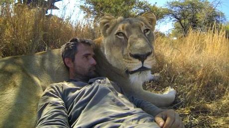 A la rencontre des lions