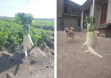 Le Radis Fuyant – Japon Radis Daikon 01