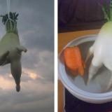 Le Radis Fuyant – Japon Radis Daikon 03