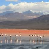 La laguna Colorada – Bolivie Laguna Colorada 02