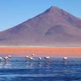 La laguna Colorada – Bolivie Laguna Colorada 03