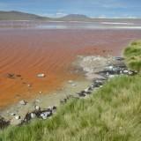 La laguna Colorada – Bolivie Laguna Colorada 07