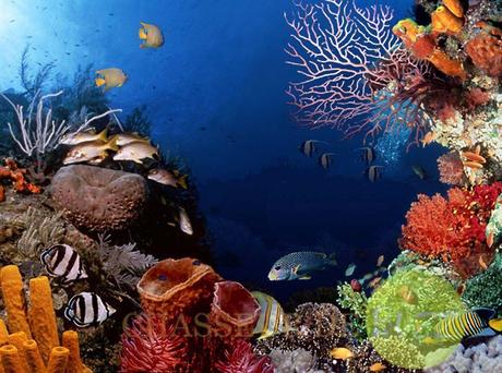 la vie sous marine image vie sous marine