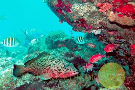 Naissance d’un bébé dauphin, une vidéo à couper le souffle image vie sous marine