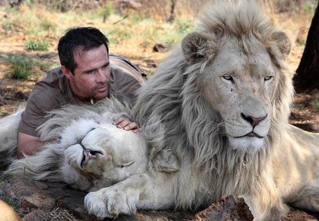 Kevin Richardson, l’homme qui fait des calins aux lions sauvages