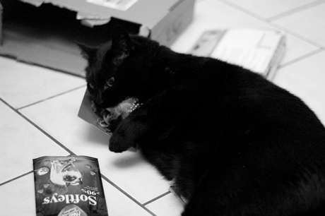 MIAOU BOX MIAOU BOX