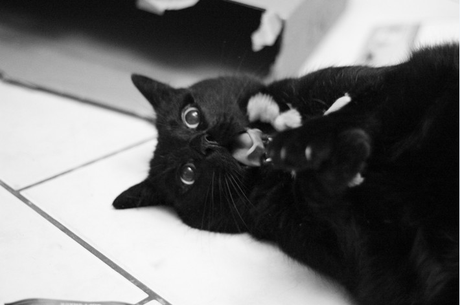 MIAOU BOX MIAOU BOX