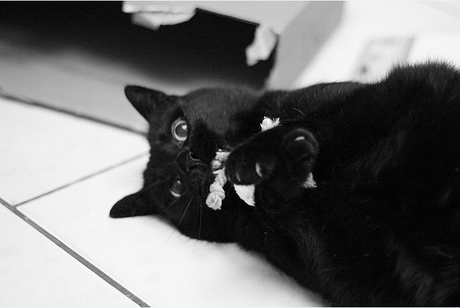 MIAOU BOX MIAOU BOX