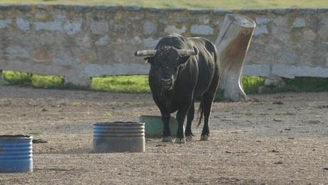 TOROS AU CAMPO (III) : LE COMTE DE MAYALDE DSC01575