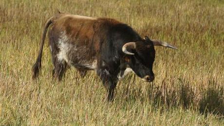 TOROS AU CAMPO (III) : LE COMTE DE MAYALDE DSC01537