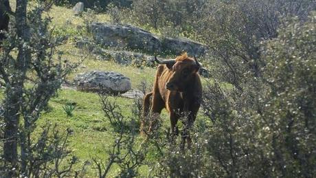 TOROS AU CAMPO (III) : LE COMTE DE MAYALDE DSC01491