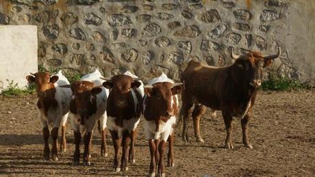 TOROS AU CAMPO (III) : LE COMTE DE MAYALDE DSC01570