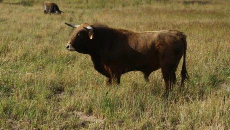 TOROS AU CAMPO (III) : LE COMTE DE MAYALDE DSC01533