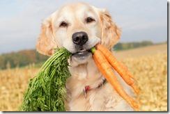 Connaissez-vous les avantages de la carotte pour le chien ? Connaissez-vous les avantages de la carotte pour le chien ?