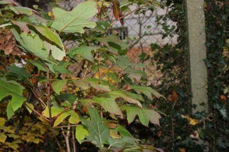 Hydrangea, les feux de l'automne b veneux 26 nov 2013 009.jpg