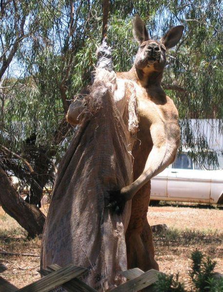 a.baa-strong-kangaroo-is-eating