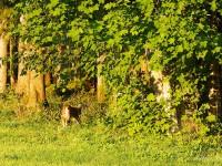 Instant de magie pure et de bonheur: une brève visite du lynx à quelques mètres seulement de l’affût…